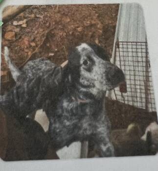 Rescue German Shorthaired Pointer Dogs for Adoption in New Windsor, New York - Dottie | PetCurious