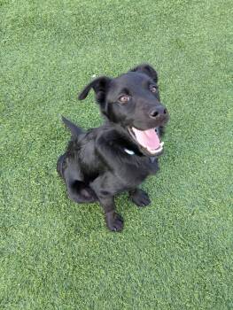 Fletcher -  Labrador Retriever and Golden Retriever Dog for Adoption in Cedar Rapids, Iowa - Fletcher | PetCurious
