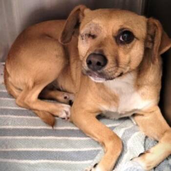 Lemon -  Chihuahua and Mixed Breed Dog for Adoption in Apple Valley, California - Lemon | PetCurious