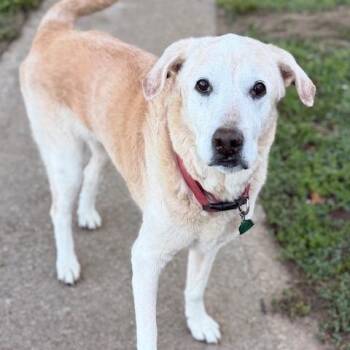 Scout -  Labrador Retriever Dog for Adoption in Kansas City, Missouri - Scout | PetCurious
