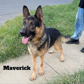 Maverick -  German Shepherd Dog Dog for Adoption in Oak Ridge, Tennessee - Maverick | PetCurious