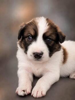 Juniper -  German Shepherd Dog and Husky Dog for Adoption in Pflugerville, Texas - Juniper | PetCurious