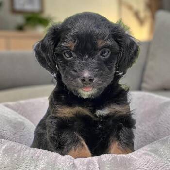 Bloom Pup - Columbine -  Spaniel and Chihuahua Dog for Adoption in San Diego, California - Bloom Pup - Columbine | PetCurious