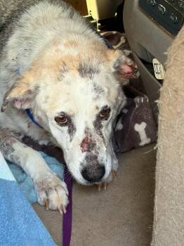 Molly -  Labrador Retriever Dog for Adoption in Panama City, Florida - Molly | PetCurious