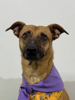 Rescue Black Mouth Cur and Whippet Dogs for Adoption in Carlsbad, California - Roxie | PetCurious