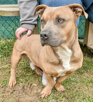 Basset Hound and Terrier Dogs Available for Adoption - Scrappy | PetCurious