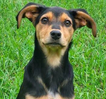 Mixed Breed Dogs Available for Adoption in Groveland, Massachusetts - Morghan | PetCurious