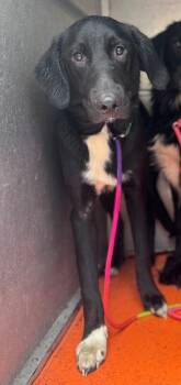 Rescue Black Labrador Retriever and Border Collie Dogs for Adoption in Disputanta, Virginia - Farmer | PetCurious