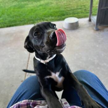 Remi -  Pit Bull Terrier Dog for Adoption in Tonopah, Arizona - Remi | PetCurious
