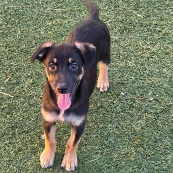 Alia -  Mixed Breed Dog for Adoption in Breese, Illinois - Alia | PetCurious