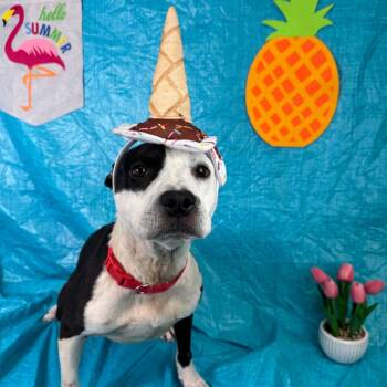 Pit Bull Terrier and Mixed Breed Dogs Available for Adoption in Fresno, California - Domino | PetCurious