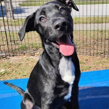 Terrier Dogs Available for Adoption in Palm Harbor, Florida - Toby | PetCurious