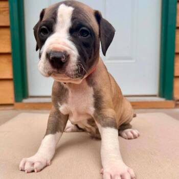 Rumpus D12224 -  American Bulldog and English Bulldog Dog for Adoption - Rumpus D12224 | PetCurious