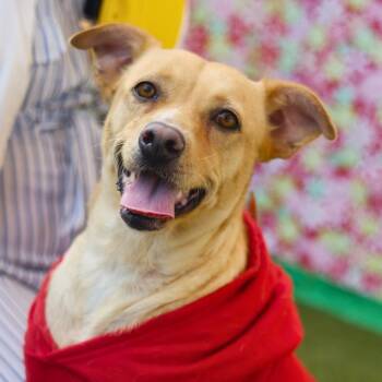 RITA -  Terrier Dog for Adoption in San Antonio, Texas - RITA | PetCurious