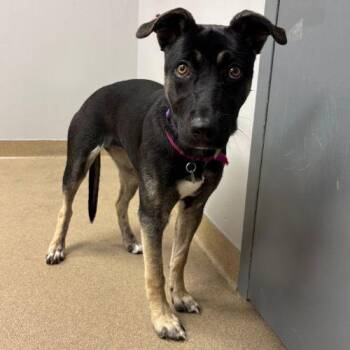 BELLA -  German Shepherd Dog and Mixed Breed Dog for Adoption in Aurora, Colorado - BELLA | PetCurious