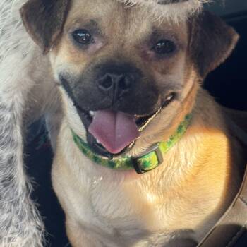 Rescue Pug Dogs for Adoption in Tonopah, Arizona - Pongo | PetCurious