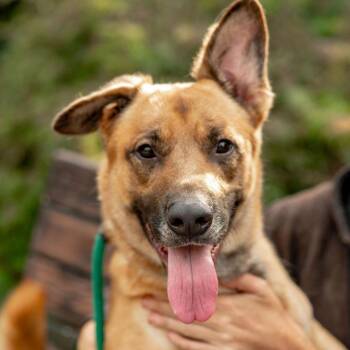 Bear -  Shepherd Dog for Adoption in Chester Springs, Pennsylvania - Bear | PetCurious