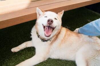 HUMMUS -  Siberian Husky Dog for Adoption in Santa Monica, California - HUMMUS | PetCurious