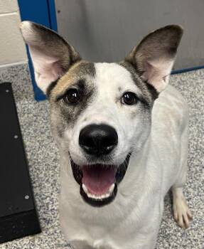 Rudy -  Australian Cattle Dog Blue Heeler Dog for Adoption in Golden, Colorado - Rudy | PetCurious