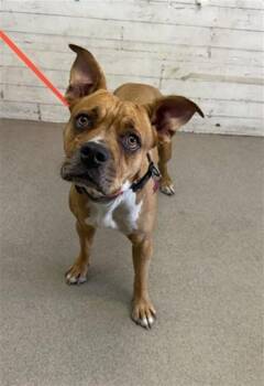 RUBY -  Pit Bull Terrier and Mixed Breed Dog for Adoption in San Bernardino, California - RUBY | PetCurious
