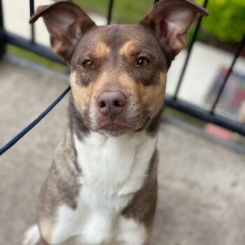 Mixed Breed and Shepherd Dogs Available for Adoption in Chicago, Illinois - Rena | PetCurious