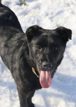 Retriever Dogs Available for Adoption - Pup Baxter | PetCurious