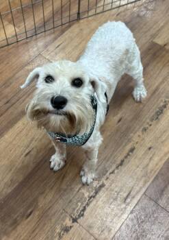 Miniature Schnauzer Dogs Available for Adoption - Ivy | PetCurious