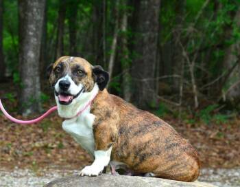Bridgette -  Basset Hound and Boxer Dog for Adoption in Willingboro, New Jersey - Bridgette | PetCurious