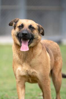German Shepherd Dog Dogs Available for Adoption - Saro | PetCurious