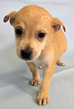 Karl -  Beagle and Shepherd Dog for Adoption in Morton Grove, Illinois - Karl | PetCurious