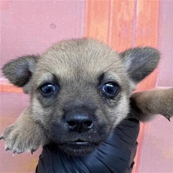Penelope -  Chihuahua and Mixed Breed Dog for Adoption in East Hampton, New York - Penelope | PetCurious