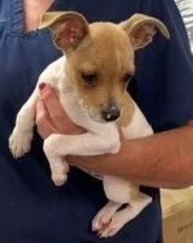 Lele -  Rat Terrier and Jack Russell Terrier Dog for Adoption in Dawson, Georgia - Lele | PetCurious