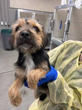 ROCKY ROAD -  Terrier Dog for Adoption in Las Vegas, Nevada - ROCKY ROAD | PetCurious