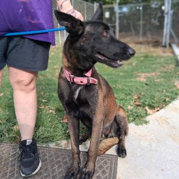 Elvira -  Belgian Shepherd Malinois Dog for Adoption in Denison, Texas - Elvira | PetCurious