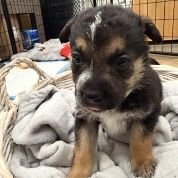 1054 (2026) Moose -  Australian Cattle Dog Blue Heeler and Siberian Husky Dog for Adoption in Parker, Colorado - 1054 (2026) Moose | PetCurious