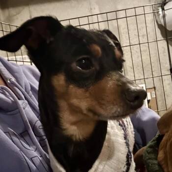 Chihuahua and Dachshund Dogs Available for Adoption - Rico | PetCurious