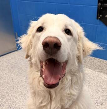 Great Pyrenees Dogs Available for Adoption in Golden, Colorado - Halo | PetCurious