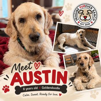 Austin -  Goldendoodle Dog for Adoption in Shawnee, Kansas - Austin | PetCurious