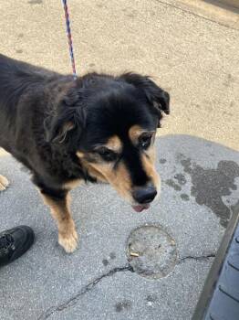 AZAZEL -  Mixed Breed Dog for Adoption in Dallas, Texas - AZAZEL | PetCurious
