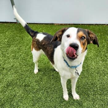 Hound and Labrador Retriever Dogs Available for Adoption in Falls Church, Virginia - Pixel | PetCurious