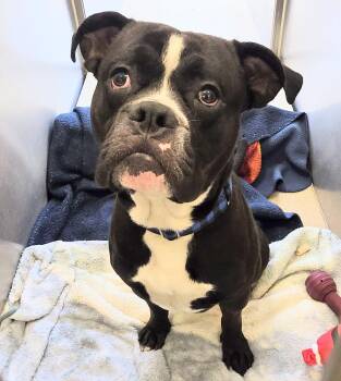 Rescue Boxer Dogs for Adoption in Lindenhurst, New York - 25-274 | PetCurious