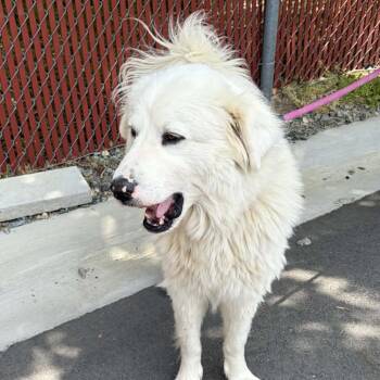 Great Pyrenees Dogs Available for Adoption in Concord, North Carolina - Cloud | PetCurious