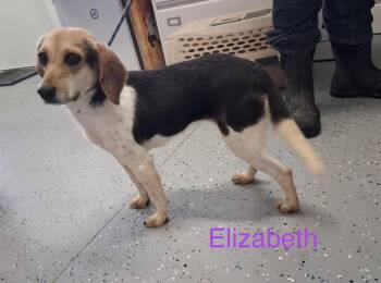 Beagle Dogs Available for Adoption - Elizabeth | PetCurious