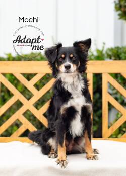 Mochi -  Mixed Breed Dog for Adoption in Bakersfield, California - Mochi | PetCurious