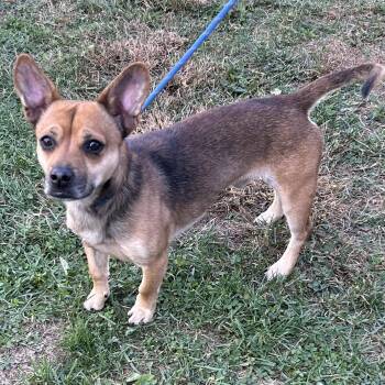 Donut 2026 -  Dachshund and Chihuahua Dog for Adoption in Cincinnati, Ohio - Donut 2026 | PetCurious