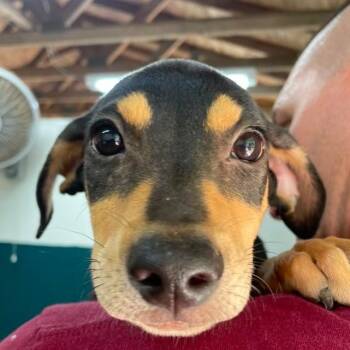 Adrianna (20260716-09) -  Mixed Breed Dog for Adoption in Niagara Falls, Ontario - Adrianna (20260716-09) | PetCurious