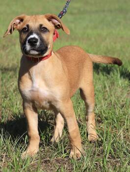 Paprika -  Hound Dog for Adoption in North Fort Myers, Florida - Paprika | PetCurious