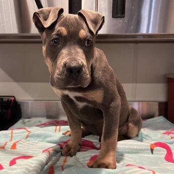 Manchester -  Pit Bull Terrier and Shar Pei Dog for Adoption in San Gabriel, California - Manchester | PetCurious