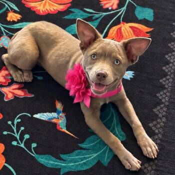 Peach -  Mixed Breed Dog for Adoption in Crosby, Texas - Peach | PetCurious