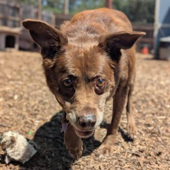 Rescue Labrador Retriever and Mixed Breed Dogs for Adoption in Boerne, Texas - Liesel | PetCurious